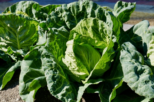 【写真で比較】春キャベツと寒玉、中…